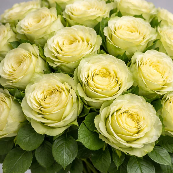 Букет из 51 зелёной розы - Комильфо